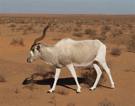 Addax nasomaculatus | Saiga Antelope