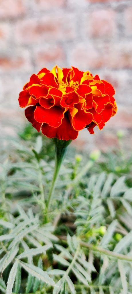 Blooming Red Marigold - PixaHive