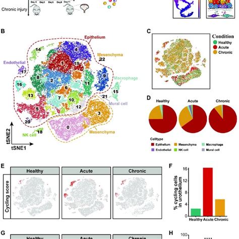 Single Cell Profiling Revealed Cell Heterogeneity In Mice Bladder