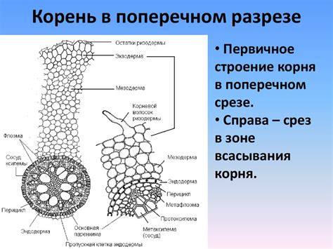 Вегетативные органы высших растений. Водоросли - online presentation