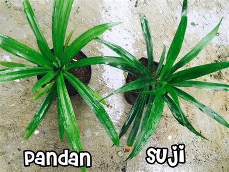 bedanya daun pandan  daun suji  kegunaannya