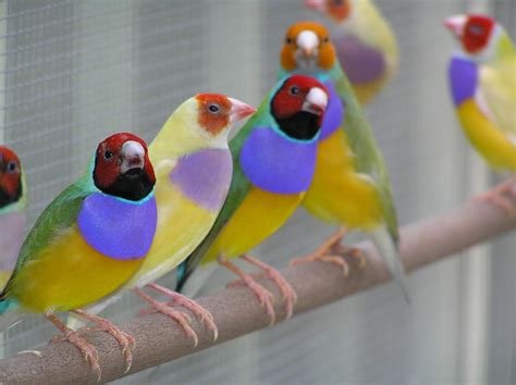 Karachi birds farm: Basic Breeding Set-Up for LADY GOULDIAN FINCHES