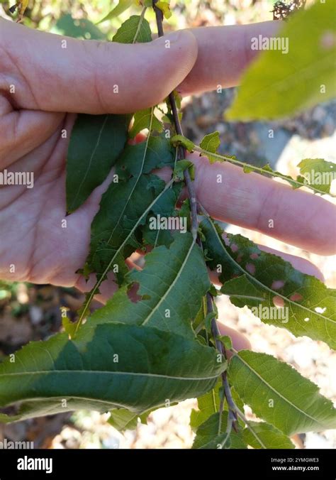 Heart Leaved Willow Salix Eriocephala Stock Photo Alamy