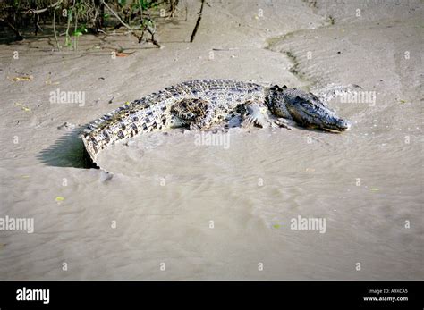 Average size saltwater crocodile resting on the river bank of South