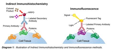 Immunohistochemistry Protocol - Leinco Technologies
