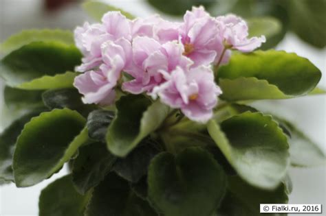 Весеннее цветение фиалок сортов ДЕО-Королева Елизавета, ЯН-Менуэт, ЛЕ ...