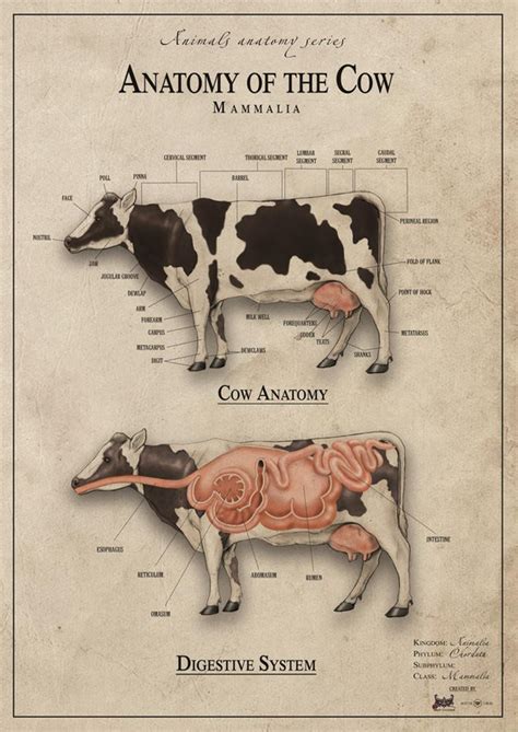 anatomy united kingdom