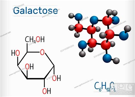 Galactose Alpha D Galactopyranose Milk Sugar Molecule Cyclic Form