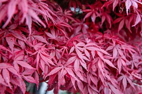 Acer Palmatum Atropurpureum Purple Japanese Maple Buy In Ukraine A