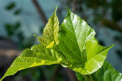 Premium Photo | The leaves of mulberry on mulberry tree, mulberry leaves food for silkworms raw ...