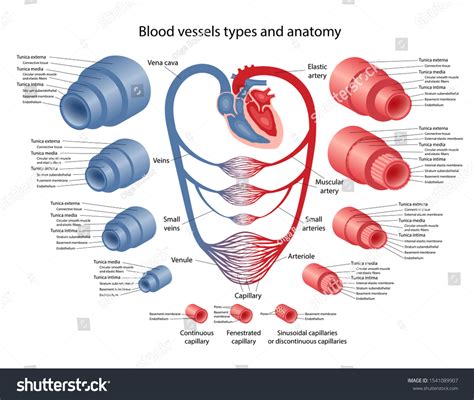 thousand blood vessels artery vein capillaries royalty  images