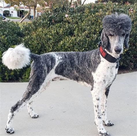 Giant Royal Standard Poodles All You Need To Know Addisons Disease