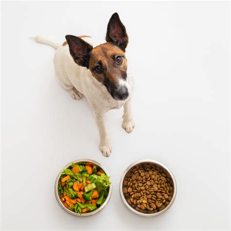 dog food bad  cats cat health