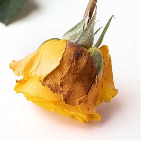 What The Best Way To Keep Cut Roses Fresh at Philip Mayers blog