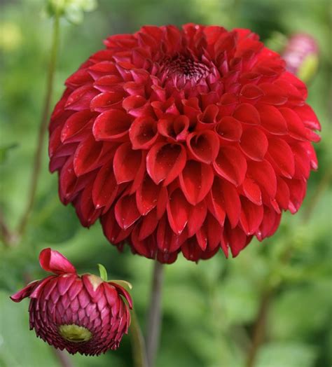 Dahlia Pompon Mixed Color Seeds Grans Garden Seeds
