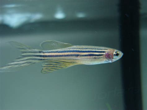 Zebra Danio Care Guide (Diet, Breeding, Tankmates & More)