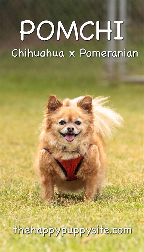 Pomeranian Chihuahua Mix Average Size