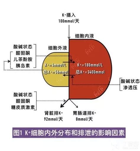 全是干货：弄懂这十个问题，轻松搞定低血钾！ 丁香园