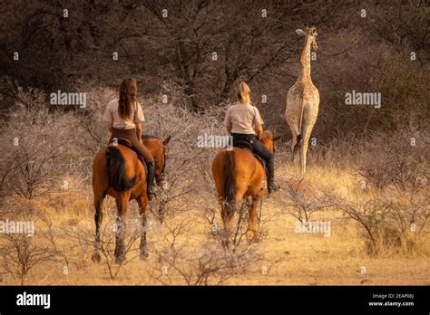 Brunette And Blonde Ride After Southern Giraffe Stock Photo Alamy