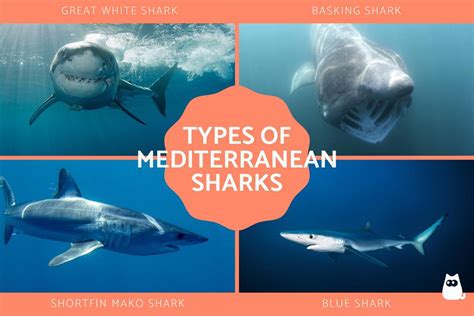 20 Sharks in the Mediterranean Sea - Mediterranean Shark Species With ...
