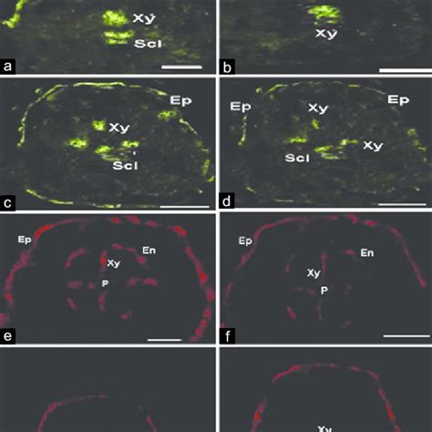 Representative Photographs Of Reactive Oxygen Species Imaging Study By