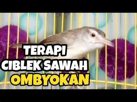 Pancingan Tercepat Ciblek Sawah Ombyokan Biar Cepat Bunyi Gacor Nembak