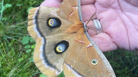 Polyphemus Moths And Their Life Cycles