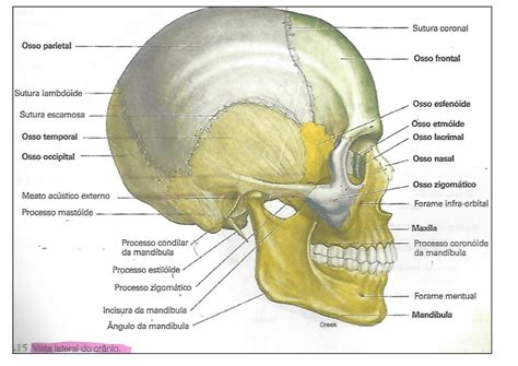 Anatomia Cabeca E Pescoco - Anatomia cabeça e pescoço - Docsity