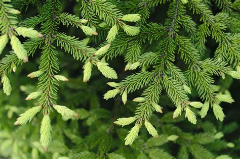 photo spruce tips botany northern tree   jooinn