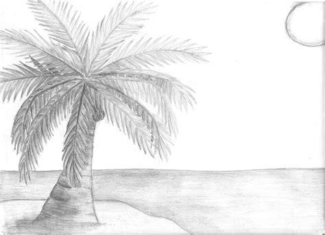 Free Coconut Tree Drawing Download Free Coconut Tree Drawing Png