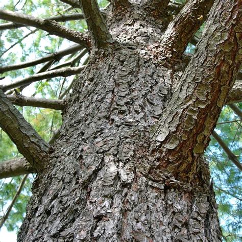 Pinus Strobus Eastern White Pine