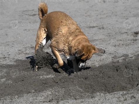 Dog Digging Stock Photos Images And Backgrounds For Free Download