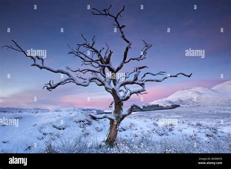 Dead Tree In The Snow At Sunrise Isle Of Skye Scotland Stock Photo
