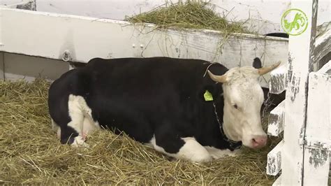 Farma Kristijan očitao farmerima bukvicu o ponašanju prema kravi Ruži