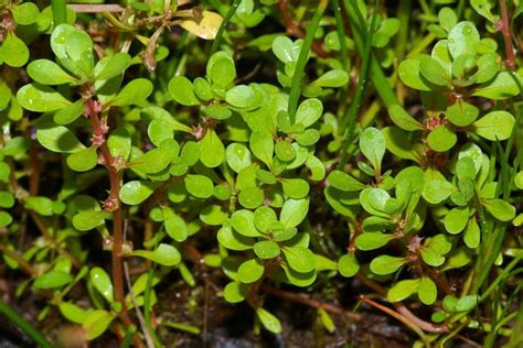 Para Que Serve A Beldroega - 8 super benefícios da beldroega e como usar (com receitas) - Tua Saúde