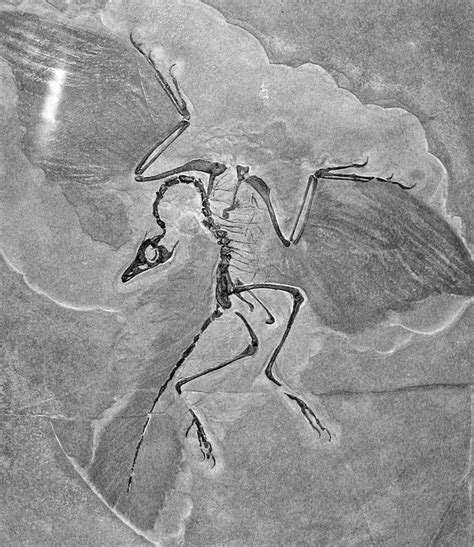 Archaeopteryx The Winged Link Between Dinosaurs And Birds