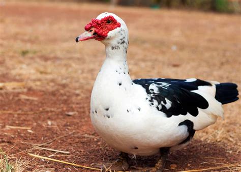 33 Muscovy Duck Facts: Red-Faced Musky Duck-Goose | JustBirding.com