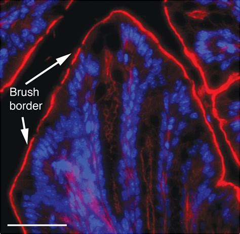 An Introduction To Actin And ActinRich Structures Vogl 2018 The