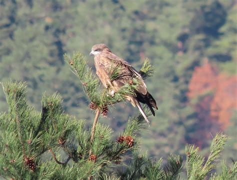 Black Eared Kite From Kodachi Fujikawaguchiko Minamitsuru District