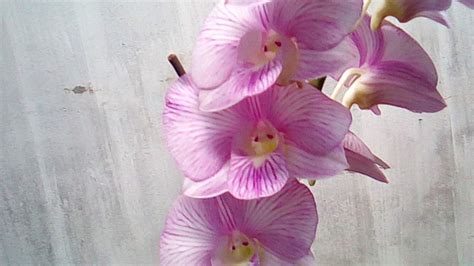 Orquídea Denphal Como Cuidar Como Faze la Florir TC