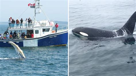 Killer Whale Spotted Off Nova Scotia’s Southwest Shore | Nova Scotia Buzz