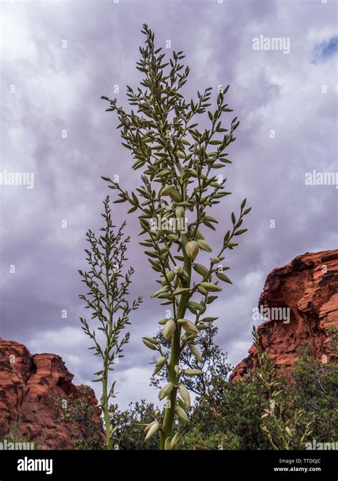 Yucca Utahensis Stockfotos Und Bilder Kaufen Alamy