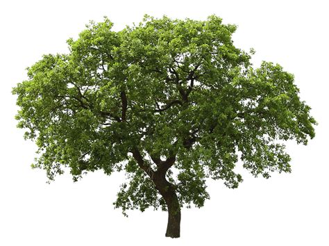 Árbol Verde Oscuro PNG transparente StickPNG