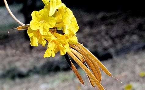 Sementes De Ipê Amarelo Cascudo Tabebuia Chrysotricha Mart Ex A Dc