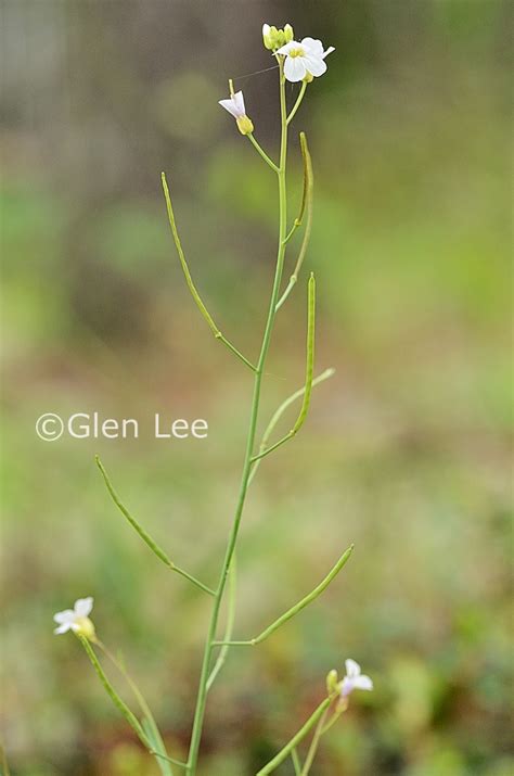 Aarabidopsis Lyrata Photos Saskatchewan Wildflowers