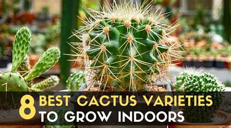 8 Best Cactus Varieties To Grow Indoors