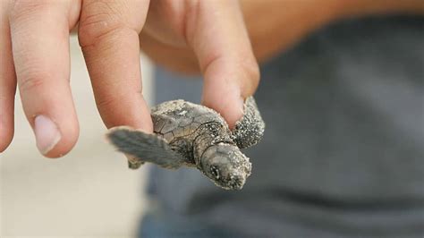 Charente Maritime une chaîne de solidarité sauve une tortue caouanne