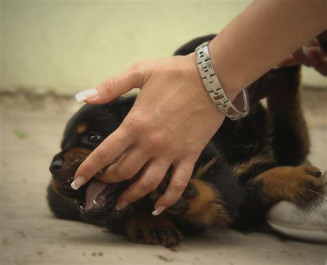 How To Stop Puppy Biting A Love Of Rottweilers