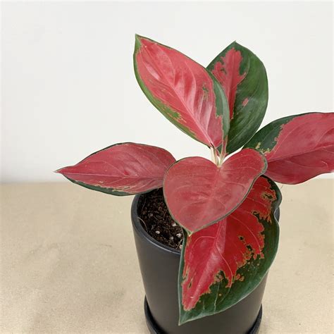 Aglaonema Suksom Jaipong Plant Pots For Plants