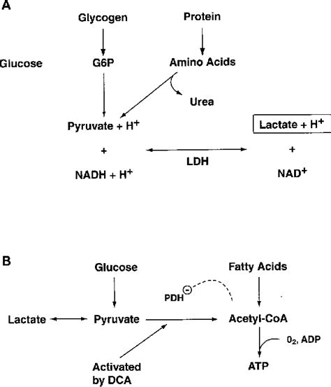 Figure 1 From Lactic Acidosis Update For Critical Care Clinicians